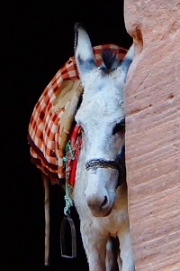 wycieczki do jordanii