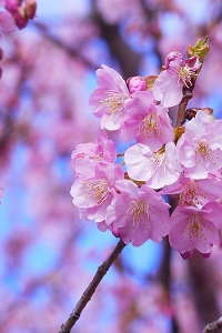 wycieczki kwitnienie wiśni