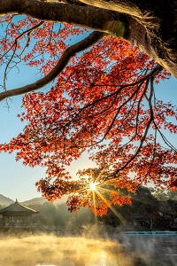 wycieczki do japonii